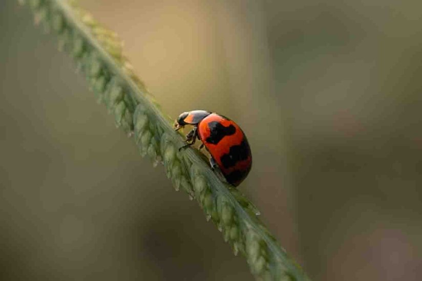 tiny- voyager _ananduv_trivandrum_creativehut