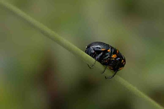 soggy -coleoptera _ananduv_trivandrum_creativehut-5