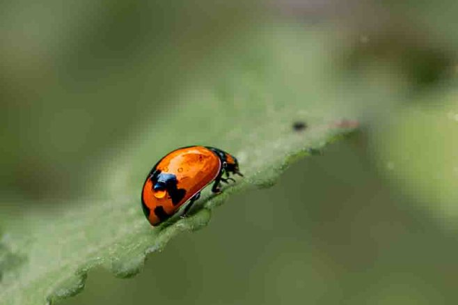 crawler- refuge _ananduv_trivandrum_creativehut-6