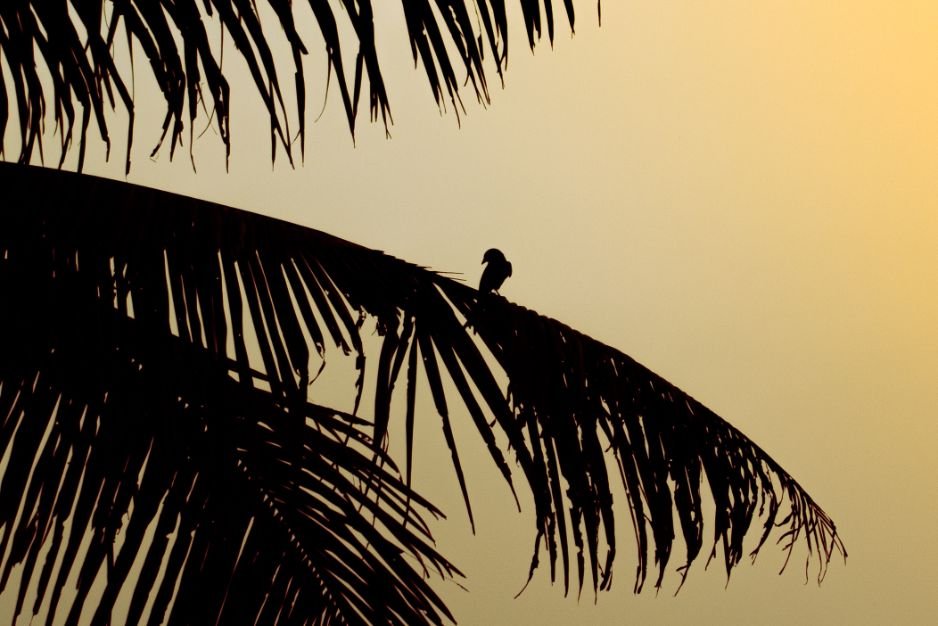 lonely-heart-the-baby-bird-is-waiting-for-mother-bird-wildlife-photography-fayid-kannur