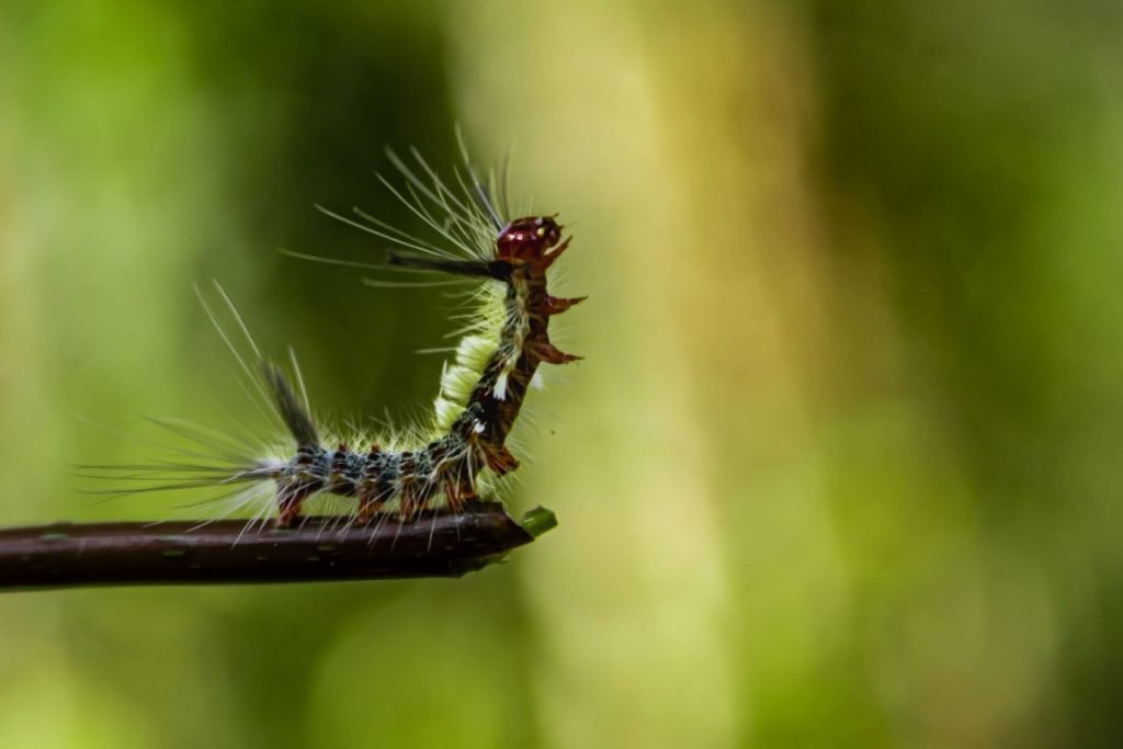 lonomia-looking-the-god-green-macro-wildlife-photography-fayid-kannur