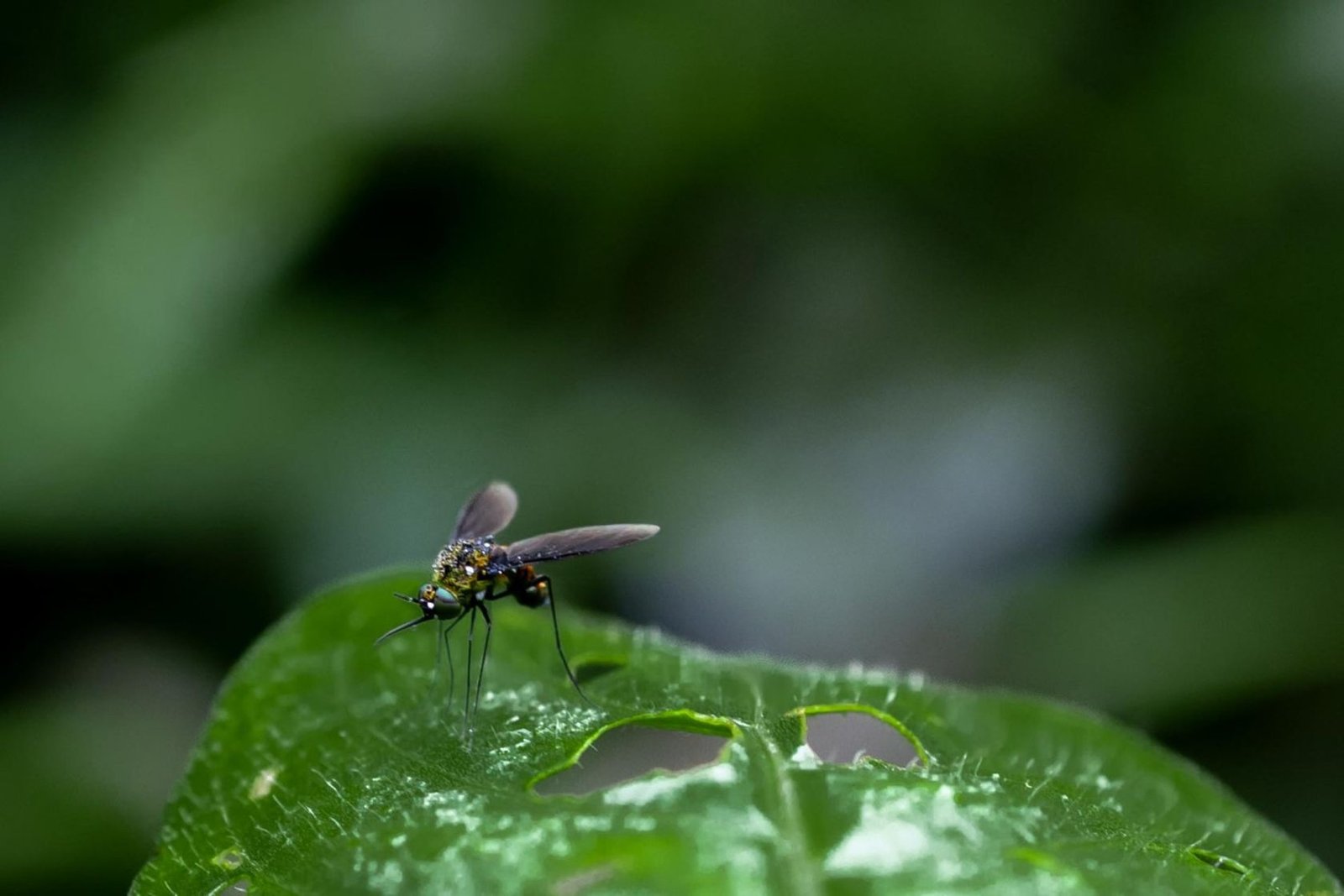mosquito-prathmesh-aurangabad-creativehut