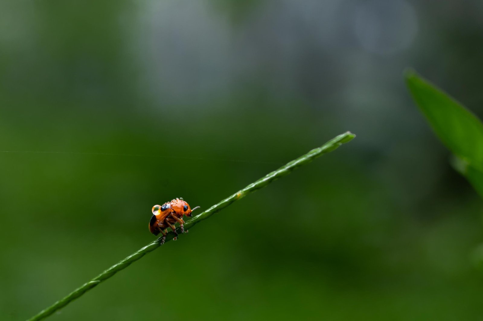 nature's jewel-prathamesh-aurangabad-creativehut