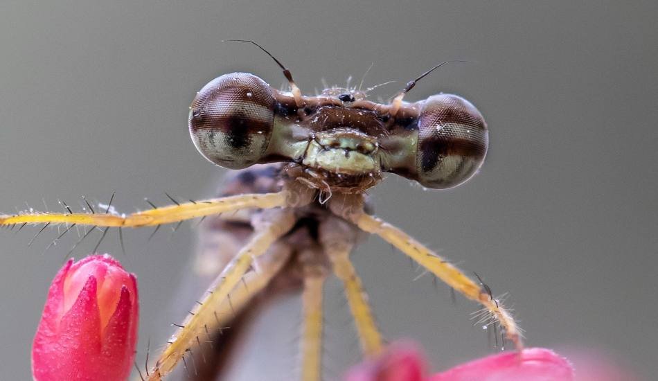 vast-eyes-ebin-pj