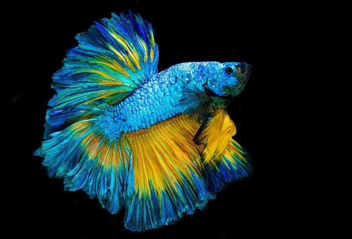 siamese fighter scattered colors exploding in fish abiraj tamilnadu creativehut