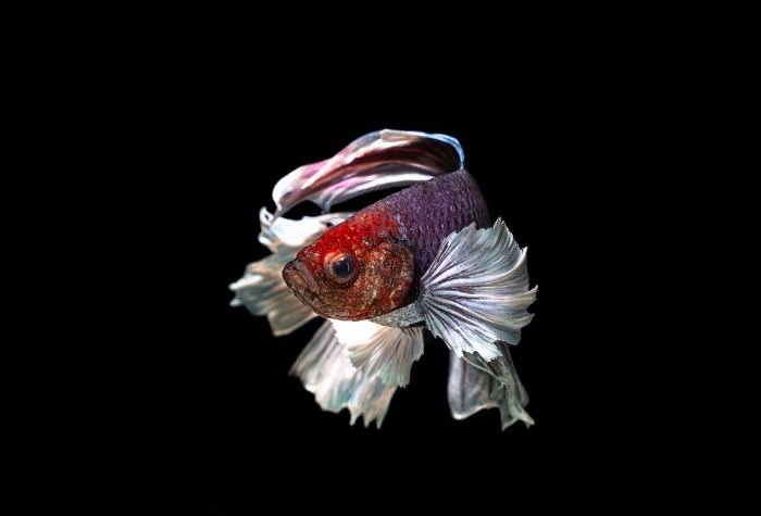 siamese fighter wings for swimming abiraj tamilnadu creativehut
