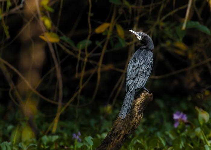 dimcoloured-bird-mayank-tyagi