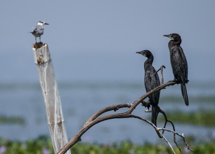 society-of-the-wings-mayank-tyagi