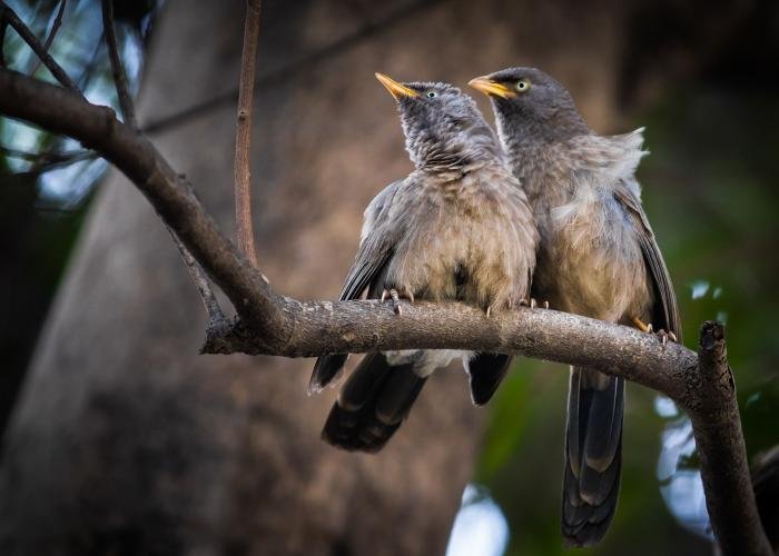 couple-birds-mayank-tyagi