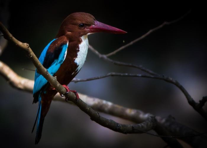 white-breasted-kingfisher-mayank-tyagi