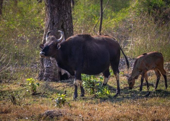 indian-bisons-mayank-tyagi