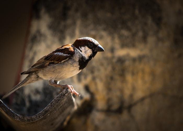 little-sparow-mayank-tyagi