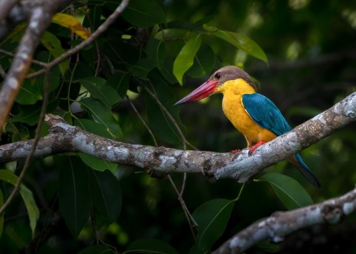 the-beautiful-creature-with-the-brightest-colours