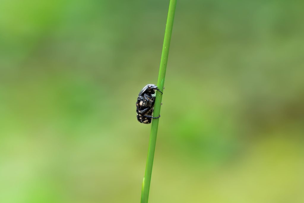 tinybeings-alenshibu-kottayam-kerala-creativehut