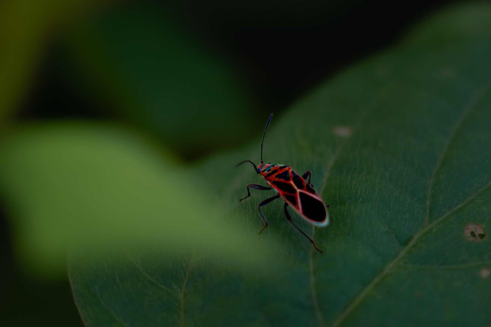 vibrant insect-aman,davanagere-creativehut
