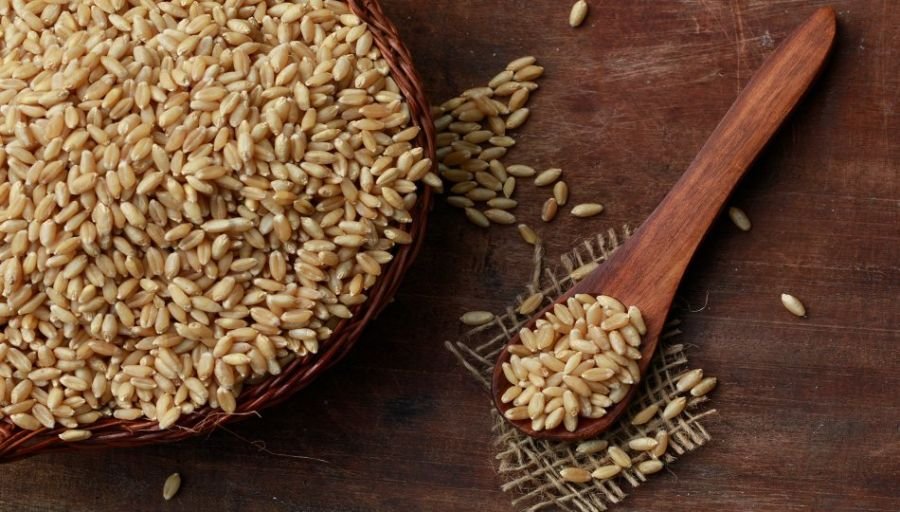 wheat-govind