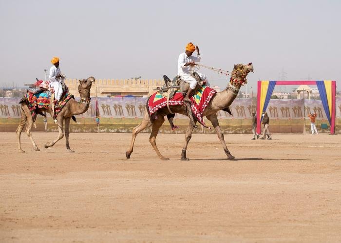 unique-camel-race-udith-ullas