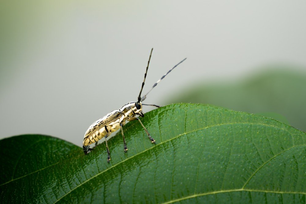 agapanthia cynarae classified as a beetle species harikrishnanvk palakkad creativehut