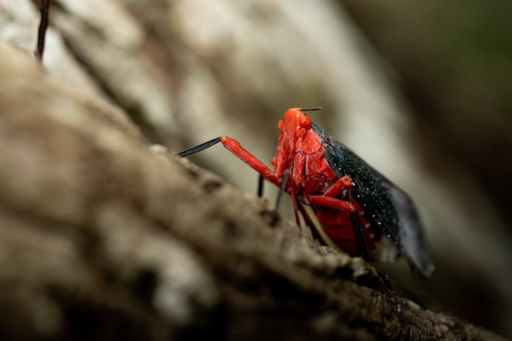 lanternfly a sizable family of hemipteran insects in the family of hemiptera harikrishnanvk palakkad creativehut-1