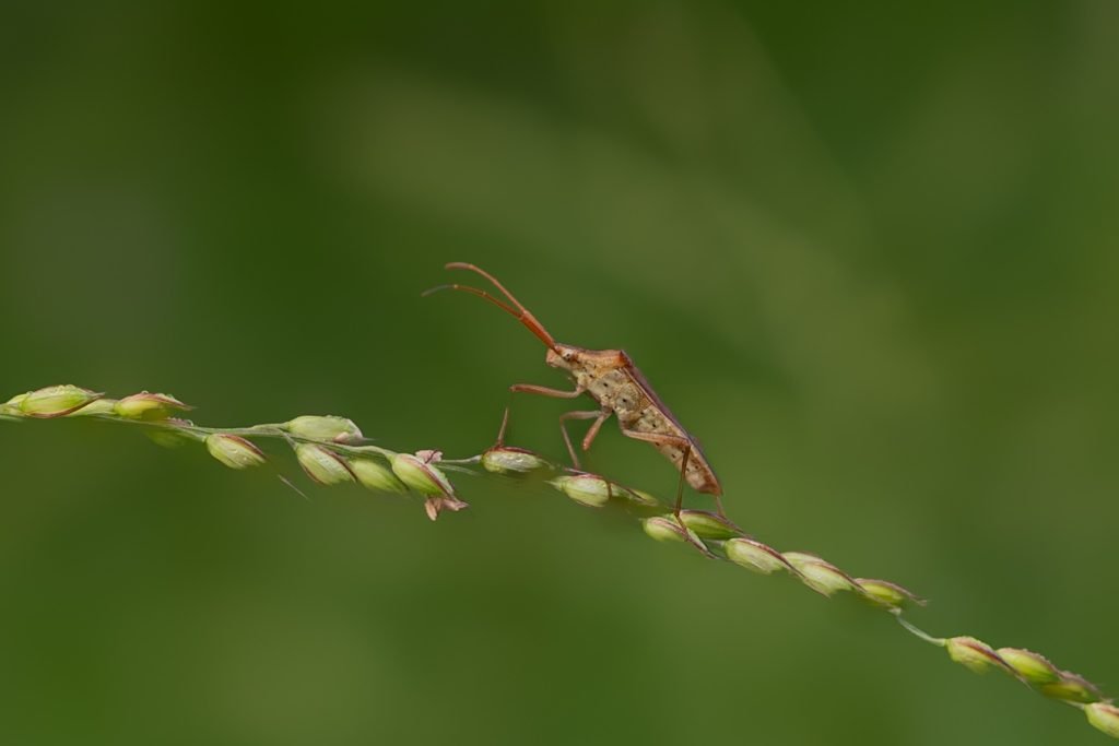 Leafwarfare insects yardlong bean arshad palakad Kerala creativehut