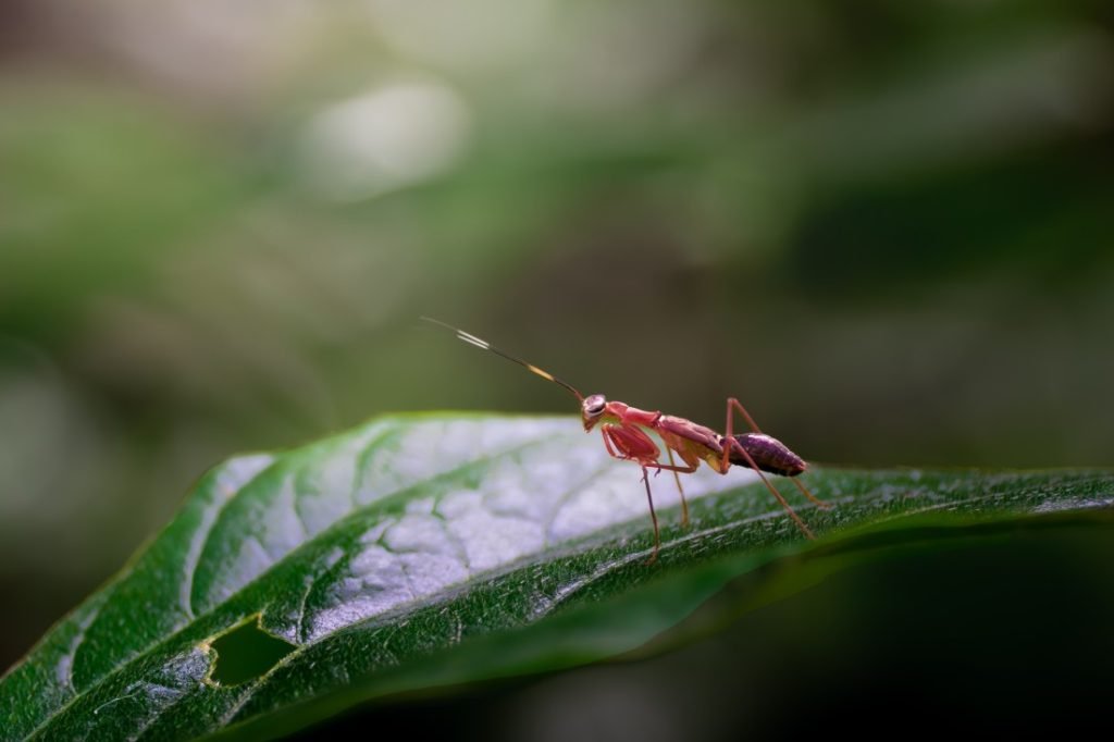 asian ant mantis a common-species of praying mantis harikrishnanvk palakkad creativehut