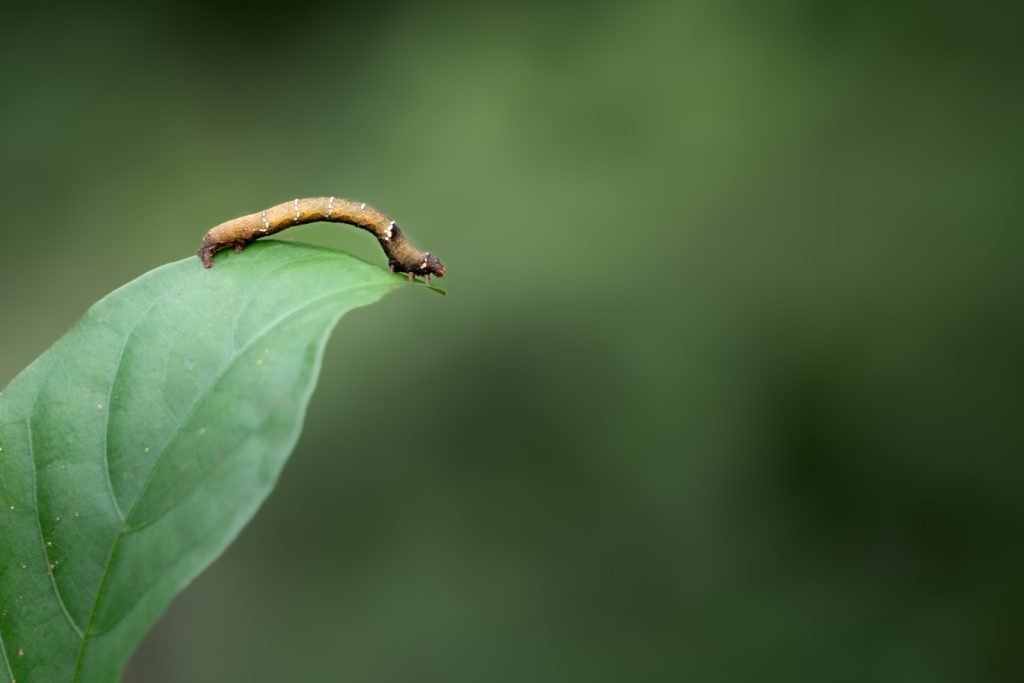 brown delight caterpillar balances gracefully on leaf athira trivandrum creativehut