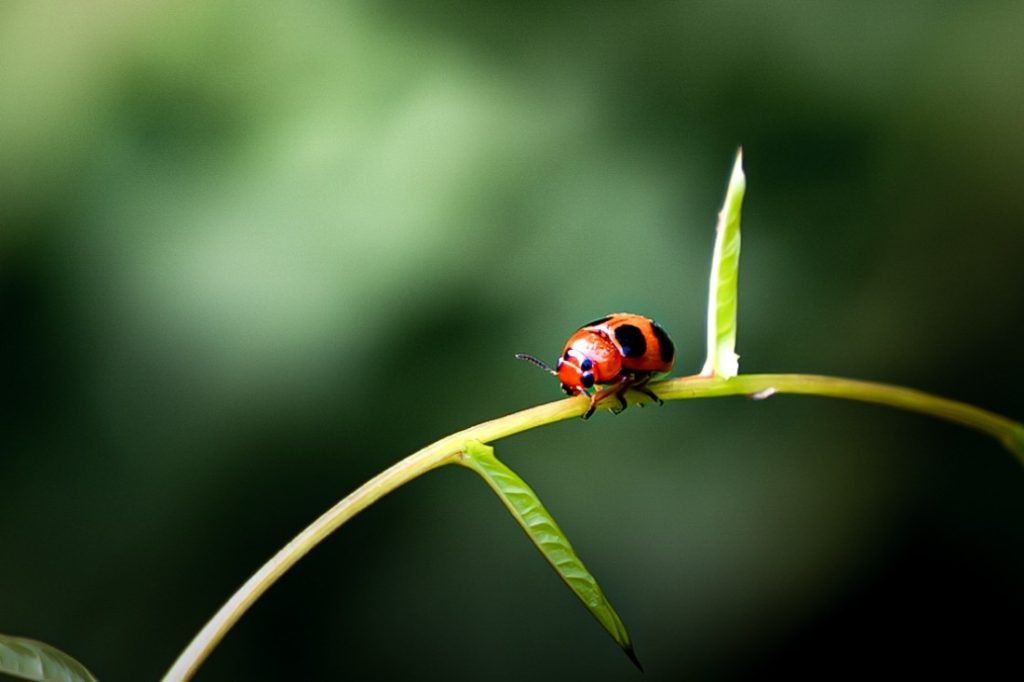 coccinella a widespread genusladybird in the northern hemisphere harikrishnanvk palakkad