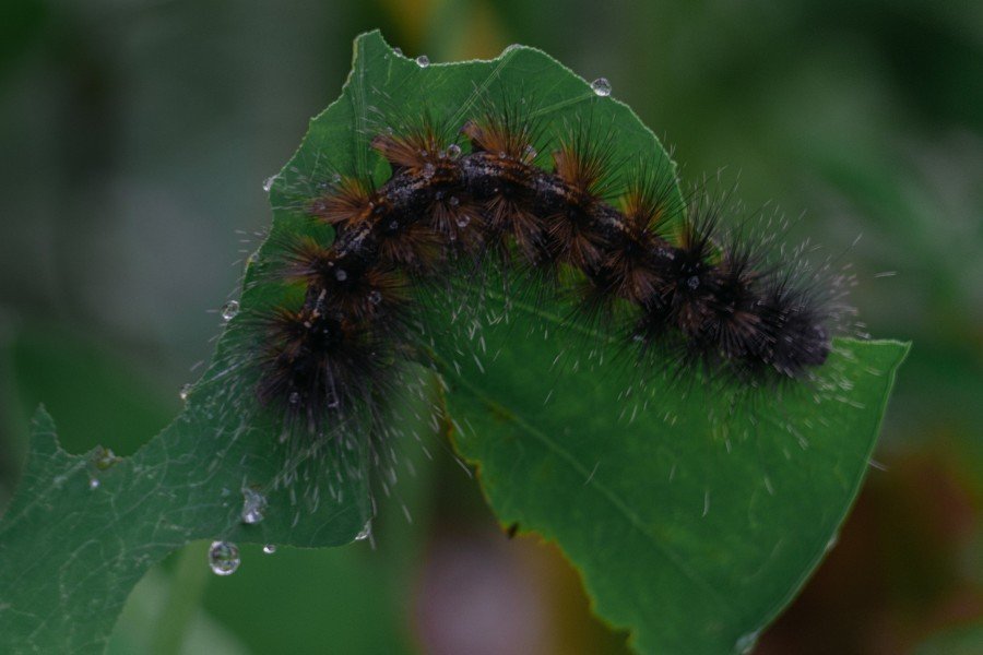 color diversity mimicking patterns natures clever-disguises athram rajasekhar telangana creativehut