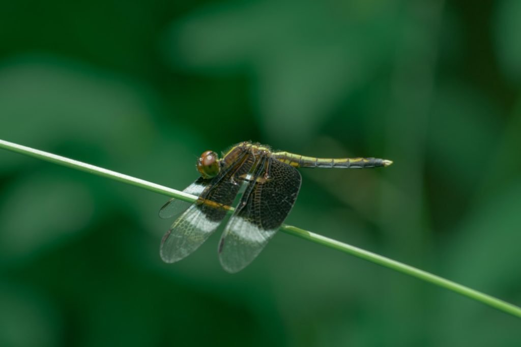 delicate balance natures harmonious-equillibrium-beautiful balance athram rajashekhar telangana creativehut