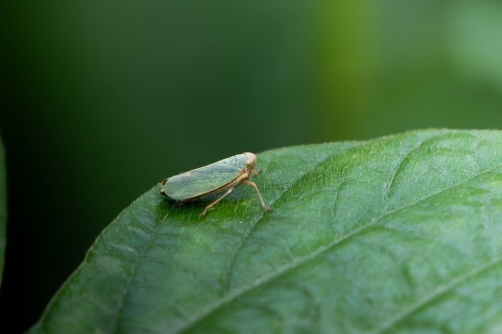 green leaf hopper species belonging to the family cicadellidae