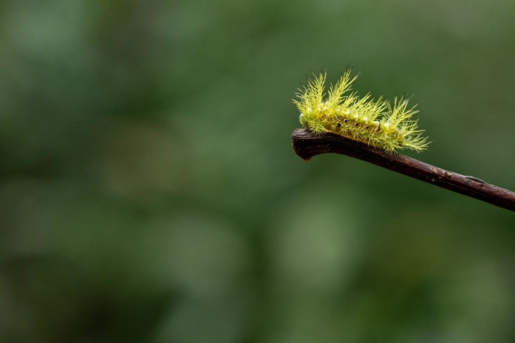 horned beauty natures adorned masterpiece on a stick athira creativehut