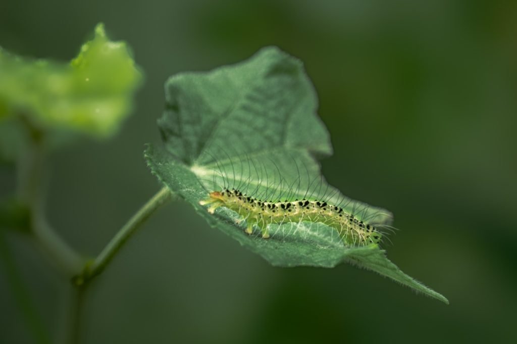 larval beauty delicate larva resting on a leaf athira trivandrum creativehut