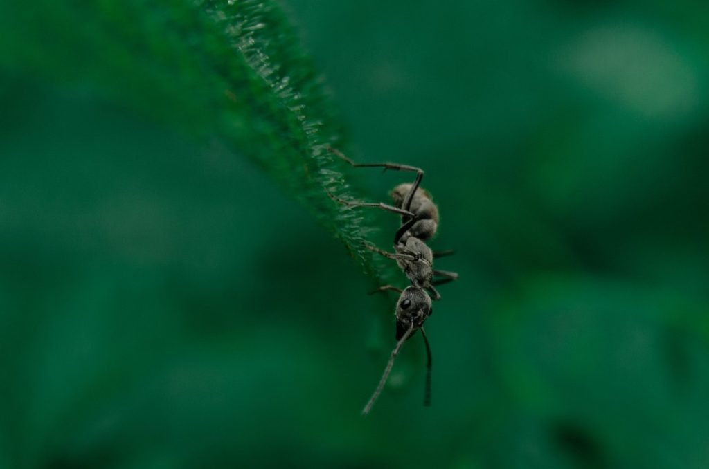 leaf walker ants determined journey on green leaf athram rajashekhar telangana creativehut