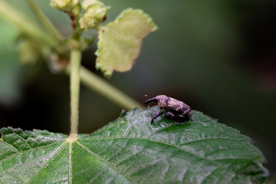 lepyrus capucinust a species of beetle belonging to the family  curculionidaeharikrishnanvk palakkad creativehut