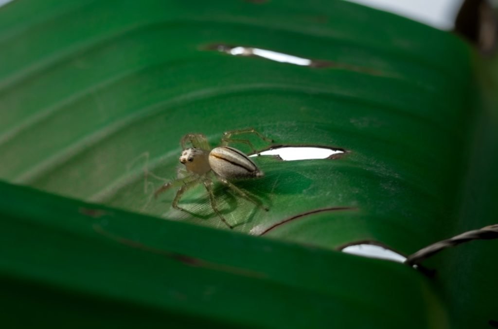 limitless leg a luscious banana-leaf-provides-comfort to a specific spider athram rajashekhar telangana creativehut