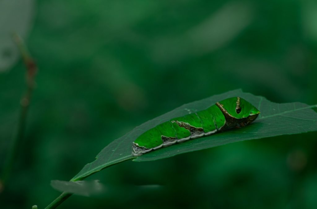 metamorphic potential eating-voracious-caterpillars-symbolizes resilience athram rajashekhar telangana creativehut