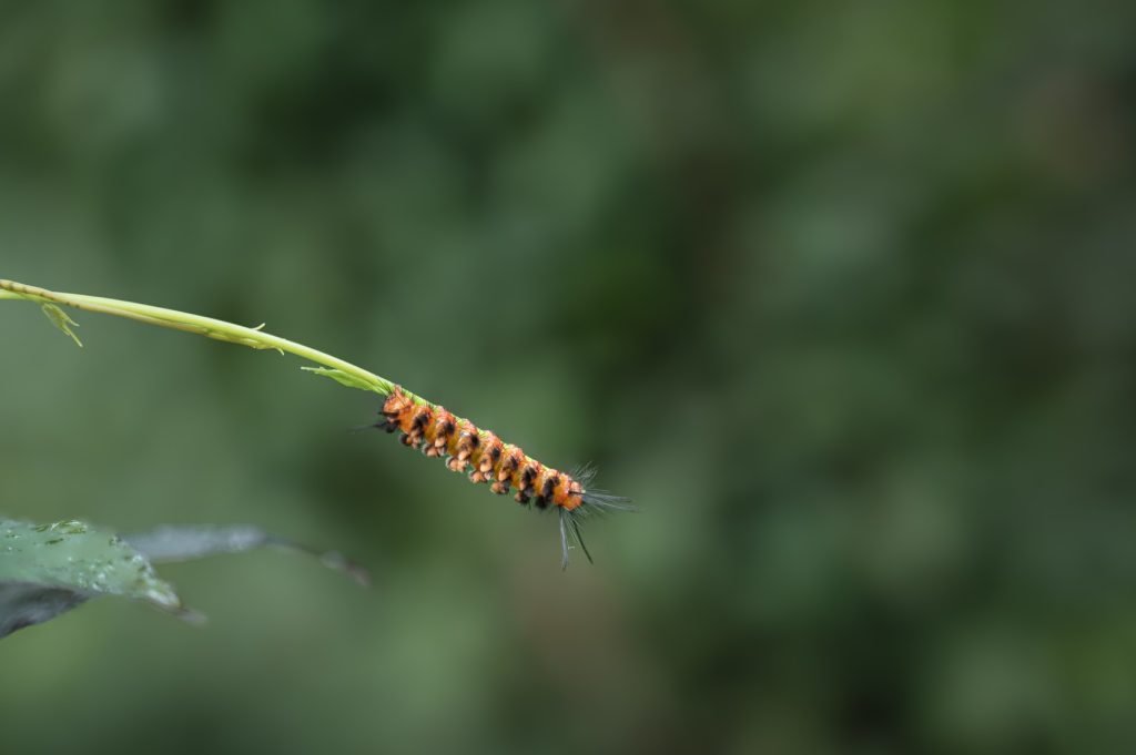 natures balance caterpillar-finding balance on a twig athira trivandrum creativehut