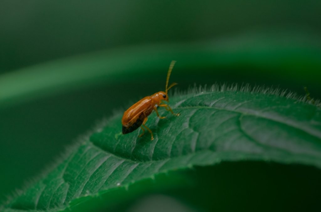natures jewel golden creature-glides-gracefully-on-lush-greenery athram rajasekhar telangana creativehut