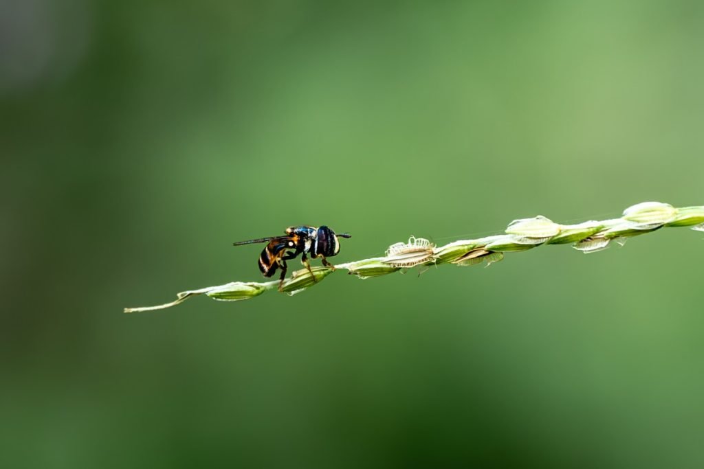 palpada a genius of 85 neitropical and neartic flower flies harikrishnanvk palakkad creativehut