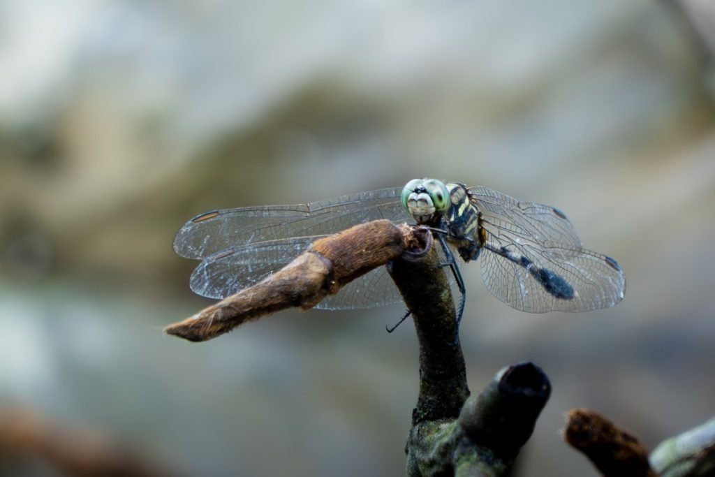 slender skimmer a medium-sized-dragonfly-with-awing span of 60 85mm harikrishnanvk palakkad creativehut