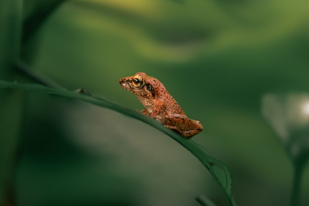 sunseeker tiny frog basks in sunlight architha tamilnadu creativehut