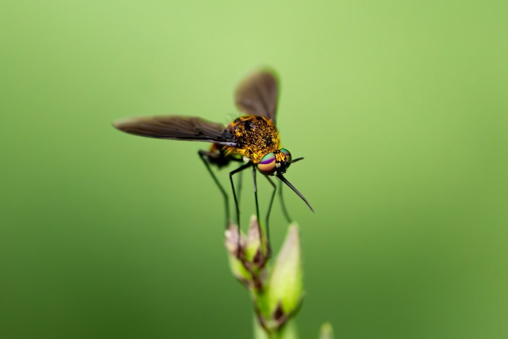 toxophora genius of flies-belonging to the family ofbombylidae harikrishnannvk palakkad creativehut