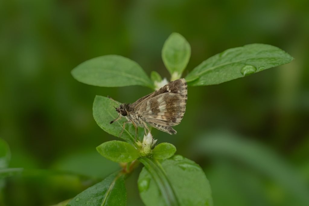 wingedvisitor butterfly landed on a glossy leaf arshad Palakad Kerala Creativehut