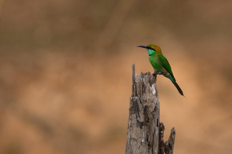 asian green bee eater i am-small-but wild paladugu rajasekhar andhrapradesh creativehut