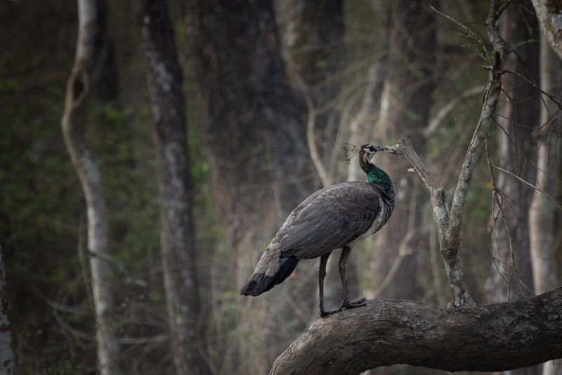 female peacock hi mr peacock-paladugu rajasekhar andhrapradesh creativehut