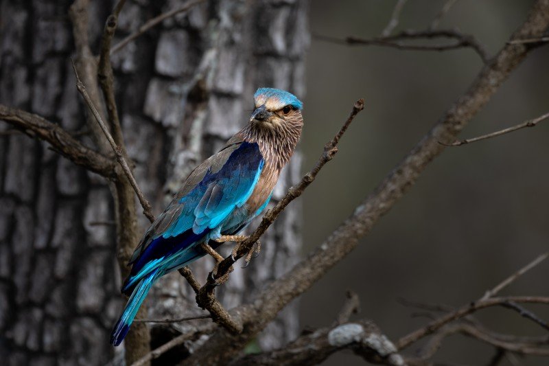 indian roller my colors are bright paladugu rajasekhar andhrapradesh creativehut