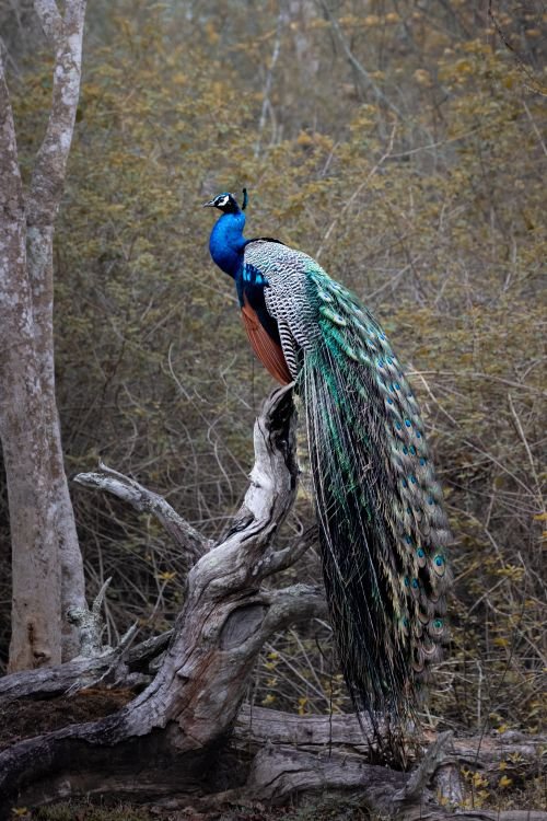 male peacock hi mrs peacock-you looks so beautiful paladugu rajasekhar andhrapradesh creativehut