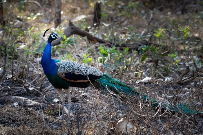 male peacock i need to impress her paladugu rajasekhar andhrapradesh creativehut