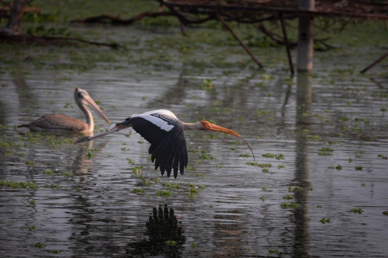 painted stork i am in a rush to finish my house paladugu rajasekhar andhrapraesh creativehut