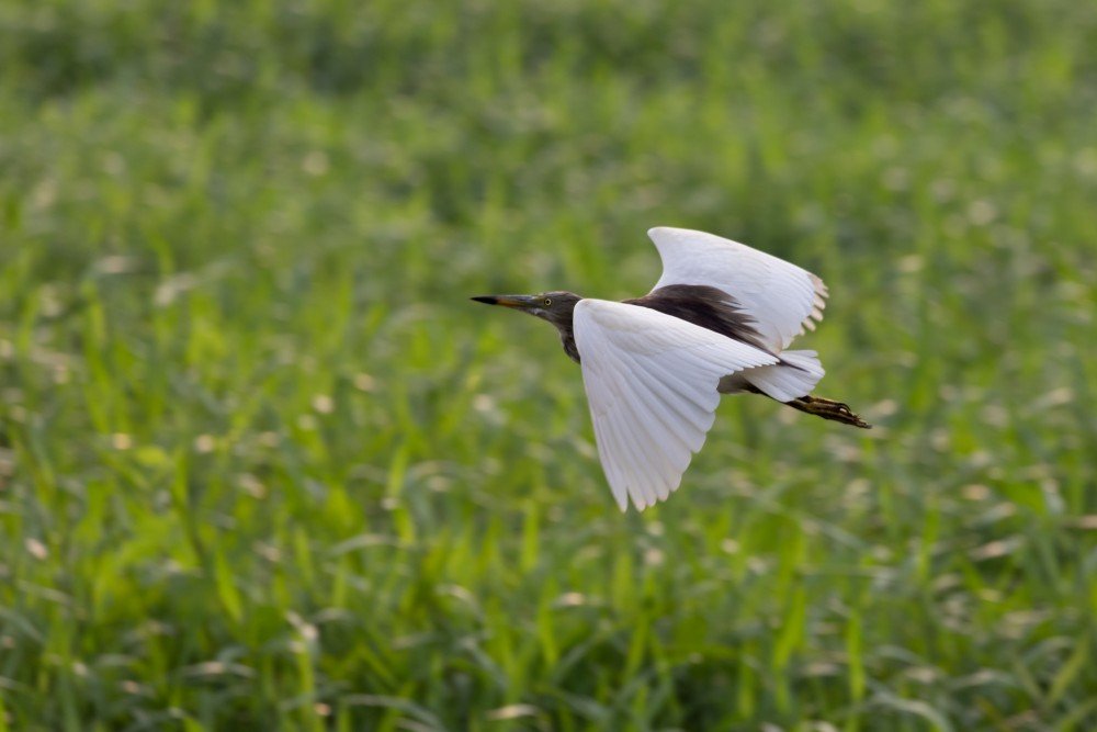 pond heron i am short but i am fast paladugu rajasekhar andhrapradesh creativehut